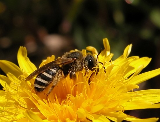 Panemeria tenebrata e Colletes sp.